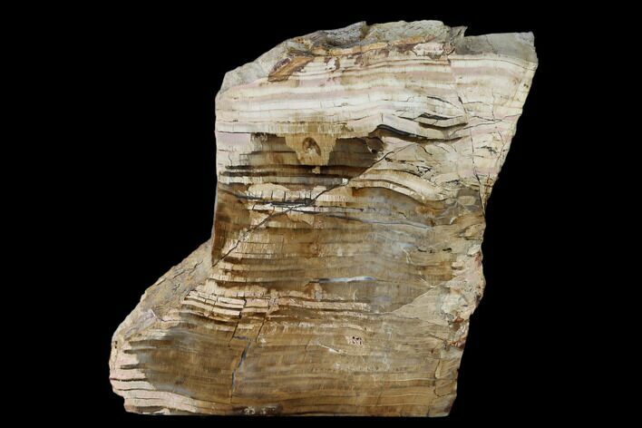 Polished Petrified Wood Stand-up - Sweethome, Oregon #162882